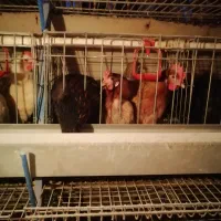 فروش مرغ محلی