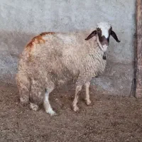 شک ورن سنجابی اصیل