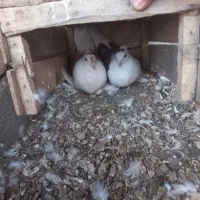 کفتر پشت کاکل شاخ|پرنده|کاشمر, |دیوار