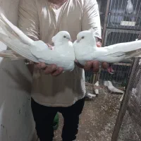 پرنده.کبوتر|پرنده|ساری, |دیوار