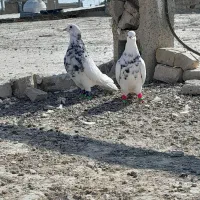 کبوتر طوق شازده نروماده|پرنده|شیراز, رحمت‌آباد|دیوار
