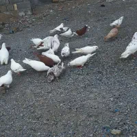 کبوتر|پرنده|صوغان, |دیوار