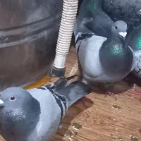 کبوتر پلاکی|پرنده|حمیدیه, |دیوار