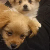 پامرانین خرسی