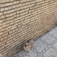سلام سگ دارم خیلی بازگوش شاسنامه هم داره