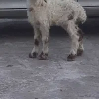 بره شیر ماده