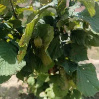 فروش زمین|فروش زمین و ملک کلنگی|دیلمان, |دیوار