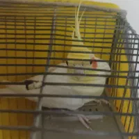 عروس هلندی نر