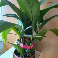 ورق بزن یوکا ۲۵۰ عبایی ۲۰۰ گلدان ۵۰