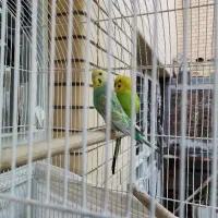 مرغ عشق رینبو انگلیسی با جوجه و تخم و رام|پرنده|شیراز, محراب|دیوار