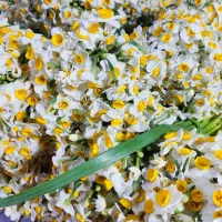 گل نرگس|گل و گیاه طبیعی|اصفهان, عباس‌آباد|دیوار