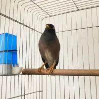 مینا سوخنگو اصیل