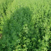 یونجه پرس|لوازم جانبی حیوانات|شیراز, کفترک|دیوار