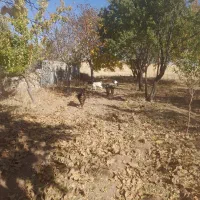 فروش بز و بزغاله|حیوانات مزرعه|قیدار, |دیوار