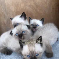 گربه اسکاتیش