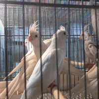 طوطی عروس البینو خالص و البینو دوکت|پرنده|کرج, باغ سیب|دیوار