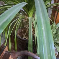 فروش گل پاندانوس|گل و گیاه طبیعی|نجفآباد, الله اکبر|دیوار