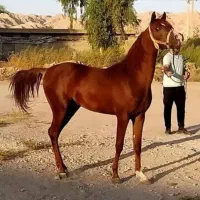 نریان عرب خالص