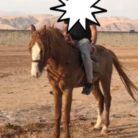 اسب