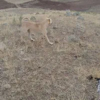 واگذاری سرابی ۲/۵ساله