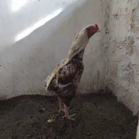 خروس لاری ترک و برزیلی|حیوانات مزرعه|ملکان, |دیوار