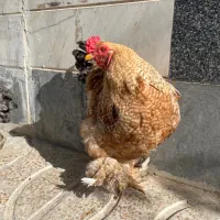 مرغ خروس برهما بوف