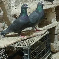 نروماده زاغ کیلومتری