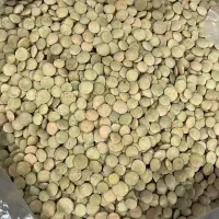 فروش عدس درجه  یک وارداتی