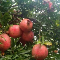 فروش باغ۱۵ساله ومستقلات|فروش زمین و ملک کلنگی|سرخنکلاته, |دیوار