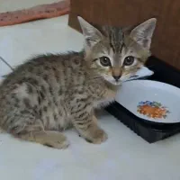 واگذاری بچه گربه