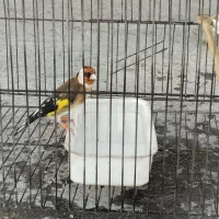 سهره رسمی مست به شرط|پرنده|بجنورد, |دیوار