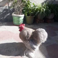 خروس مرغ جاپنیز و کوشین