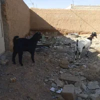 بز بزغاله|حیوانات مزرعه|نجفآباد, حومه نجف آباد|دیوار