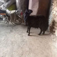 کاور بران جوان|حیوانات مزرعه|مریوان, |دیوار