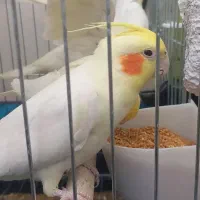 عروس هلندی لوتینو