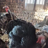 بوقلمون|حیوانات مزرعه|ساوه, |دیوار