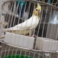 عروس هلندی