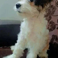 سگ بسیار باهوش و اروم|سگ|قزوین, |دیوار