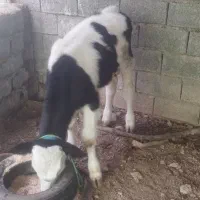 فروش گوساله سمینتال|حیوانات مزرعه|قائم‌شهر, |دیوار