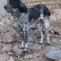 واگذاری سگ گله درجه یک خوشرنگ