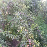 فروش درختان خوشه ای|گل و گیاه طبیعی|مهریز, |دیوار