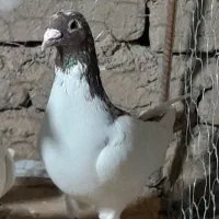 ۲۵تا دورگ پرشی دانه ۱۸۰|پرنده|مشهد, کوشش|دیوار