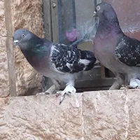 کفتر ترکیه ای  زیره ای جفتی  و سوسنی ترنج ماده|پرنده|شیراز, رکن‌آباد|دیوار