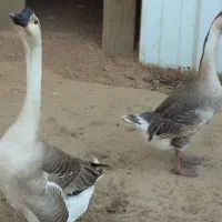 غو غاز بالغ
