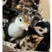 جوجه بوقلمون...