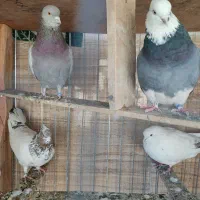 چهار عدد کفتر خوب