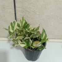 گل خانگی|گل و گیاه طبیعی|مرودشت, ولایت|دیوار