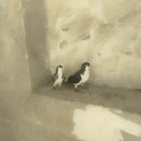 کبوتر پنگوئنی