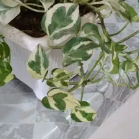 پتوس