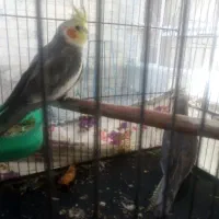 فروش عروس هلندی مولد طوسی البینو لوتینو و سخنگو